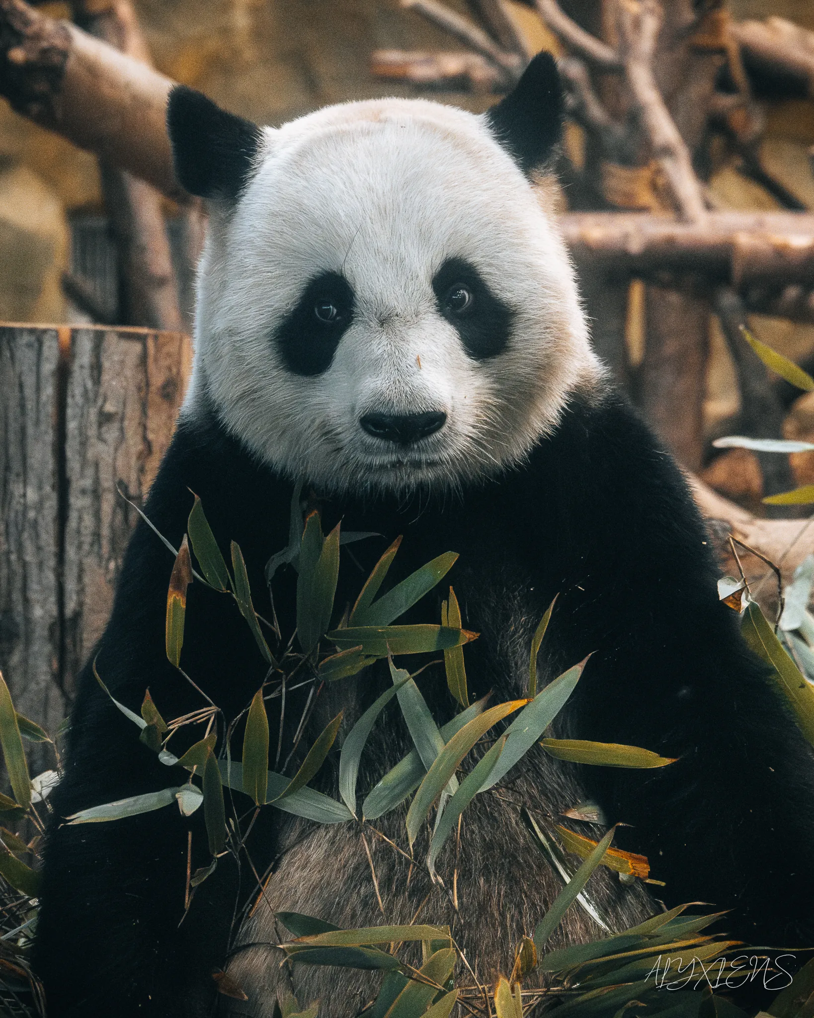 Travel photography by ALYXLENS